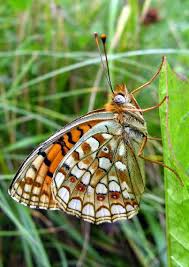 Attēlu rezultāti vaicājumam “Argynnis niobe underside”