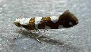 Attēlu rezultāti vaicājumam “Argyresthia spinosella”