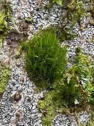 Attēlu rezultāti vaicājumam “Neckera pennata sporophyte”