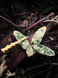 Attēlu rezultāti vaicājumam “Leocarpus fragilis spores”