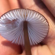 Attēlu rezultāti vaicājumam “Mycena purpureofusca”