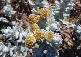 Attēlu rezultāti vaicājumam “Leiocolea rutheana”