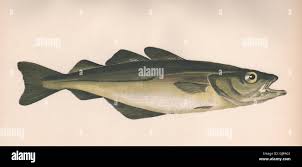 Image result for Pollachius pollachius