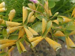 Attēlu rezultāti vaicājumam “Pucciniales”