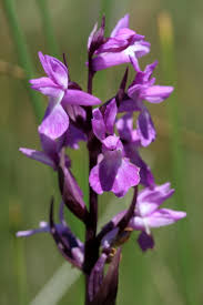 Attēlu rezultāti vaicājumam “Dactylorhiza traunsteineri”