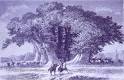 Venerable Trees of the Earth - Sicily