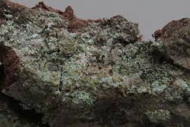 Attēlu rezultāti vaicājumam “Chaenotheca stemonea”