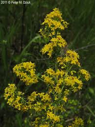 Attēlu rezultāti vaicājumam “Galium verum”