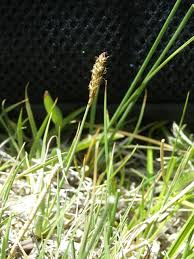 Attēlu rezultāti vaicājumam “Carex caryophyllea leaf”