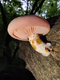 Attēlu rezultāti vaicājumam “Rhodotus palmatus”
