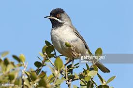 Image result for Sylvia rueppelli