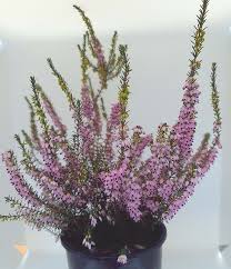 Attēlu rezultāti vaicājumam “Erica x darleyensis flower”