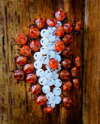 Attēlu rezultāti vaicājumam “Pentatomidae eggs”