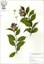 Attēlu rezultāti vaicājumam “Weigela praecox”