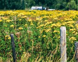 Attēlu rezultāti vaicājumam “Tanacetum vulgare flower”