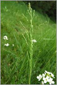 Attēlu rezultāti vaicājumam “Poa trivialis flower”