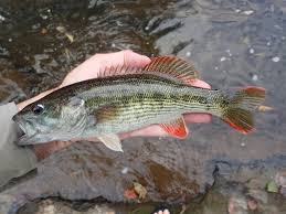 Image result for Micropterus