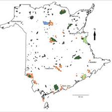 Attēlu rezultāti vaicājumam “Hemitrichia chrysospora young”