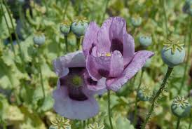 Attēlu rezultāti vaicājumam “Papaver somniferum flower”
