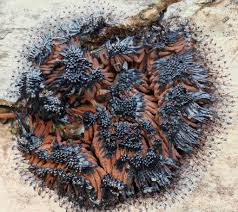 Attēlu rezultāti vaicājumam “Symphytocarpus flaccidus spores”