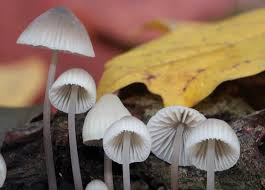 Attēlu rezultāti vaicājumam “Mycena filopes”