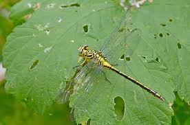 Attēlu rezultāti vaicājumam “Gomphus flavipes”