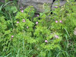 Attēlu rezultāti vaicājumam “Geranium robertianum flower”