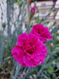 Image result for Nelke