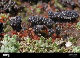 Attēlu rezultāti vaicājumam “Metatrichia vesparia stalked”