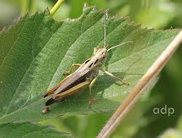 Attēlu rezultāti vaicājumam “Omocestus viridulus”