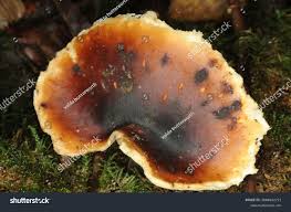 Attēlu rezultāti vaicājumam “Polyporus tubaeformis”
