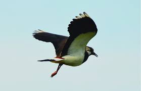 Attēlu rezultāti vaicājumam “Vanellus vanellus”