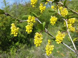 Attēlu rezultāti vaicājumam “Berberis”