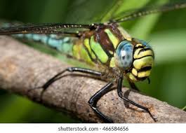 Attēlu rezultāti vaicājumam “Brachytron pratense”