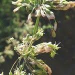 Attēlu rezultāti vaicājumam “Silene otites fruit”