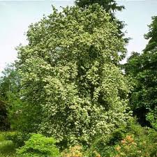 Attēlu rezultāti vaicājumam “Sorbus aria”