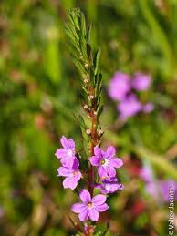 Attēlu rezultāti vaicājumam “Lythraceae”