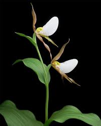 Attēlu rezultāti vaicājumam “Taraxacum officinale aggr. flower”
