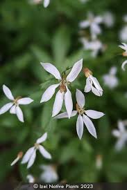Attēlu rezultāti vaicājumam “Gillenia trifoliata flower”
