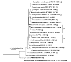 Attēlu rezultāti vaicājumam “Myriosclerotinia scirpicola”