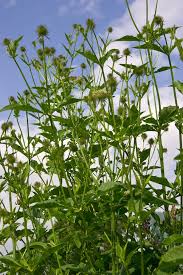 Image result for Dipsacus pilosus