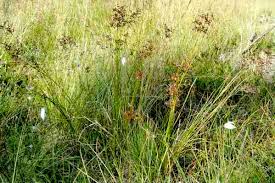 Attēlu rezultāti vaicājumam “Macrosteles sp. imago”