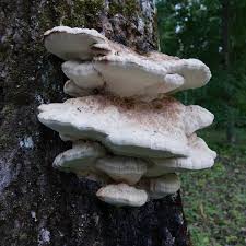 Attēlu rezultāti vaicājumam “Aurantiporus fissilis”