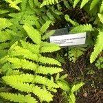 Attēlu rezultāti vaicājumam “Gymnocarpium robertianum”