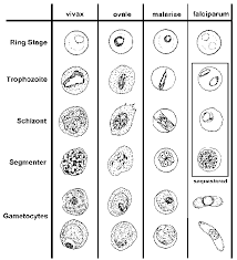 Attēlu rezultāti vaicājumam “Enteridium variabile plasmodium”