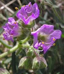 Attēlu rezultāti vaicājumam “Bulbochaete mirabilis”