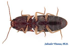 Attēlu rezultāti vaicājumam “Elateridae”