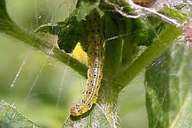 Attēlu rezultāti vaicājumam “Pyrausta aurata”