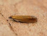 Attēlu rezultāti vaicājumam “Lathronympha strigana”