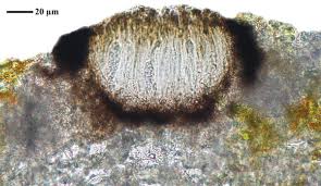 Attēlu rezultāti vaicājumam “Opegrapha rufescens”